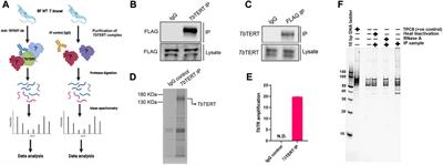Proteomic analysis defines the interactome of telomerase in the protozoan parasite, Trypanosoma brucei